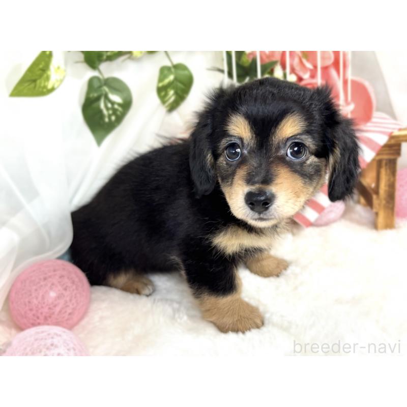 成約済の滋賀県のチワックス:チワワ×ミニチュアダックスフンド-408987の3枚目